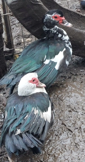 Vand Rate si Ratoi  lesesti - imagine 4