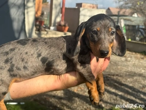 Cătei teckel arlechin