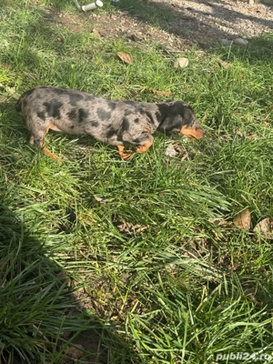 Cătei teckel arlechin - imagine 4