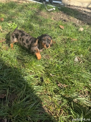 Cătei teckel arlechin - imagine 3