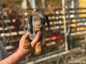 Cătei teckel arlechin - imagine 2