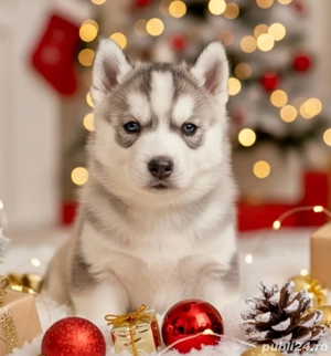 Catelusi Huky  - imagine 4