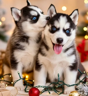 Catelusi Huky  - imagine 3