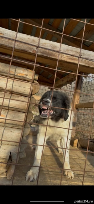 Femela ciobanesc de bucovina  - imagine 4