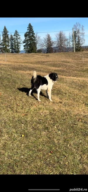Femela ciobanesc de bucovina  - imagine 3