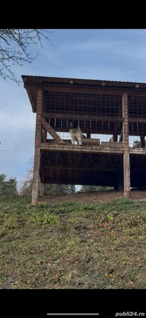 Femela ciobanesc de bucovina  - imagine 2