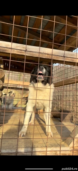 Femela ciobanesc de bucovina  - imagine 5