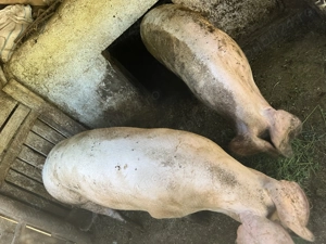 Vând porc  - imagine 2