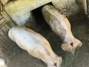 Vând porc  - imagine 4