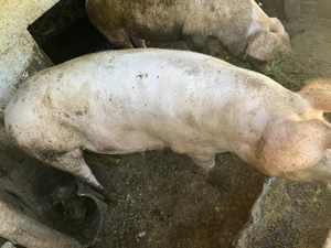 Vând porc  - imagine 3