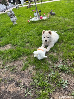 Catel Chow Chow - imagine 3