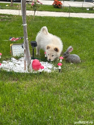 Catel Chow Chow - imagine 2