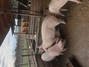 Vand porci 15 lei kg 