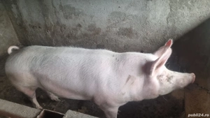 porc de vanzare