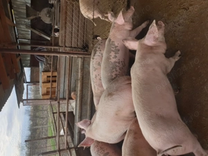 Vand porci 15 lei kg  - imagine 2