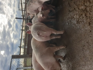 Vand porci 15 lei kg  - imagine 4