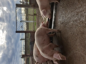 Vand porci 15 lei kg  - imagine 3