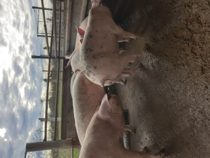 Vand porci 15 lei kg  - imagine 5