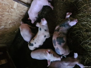 purcei      . - imagine 4