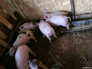 purcei      . - imagine 5