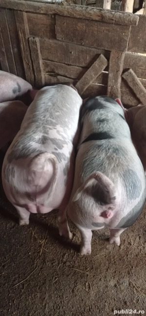 De vânzare 1 vier și două scrofițe pietran - imagine 2