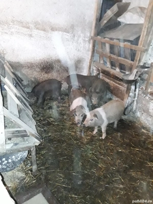 vand 5 purcel de 9 saptamani