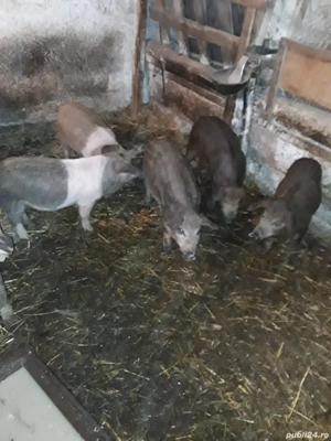 vand 5 purcel de 9 saptamani - imagine 2