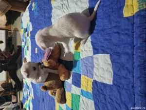 Vand catei Chihuahua - imagine 2