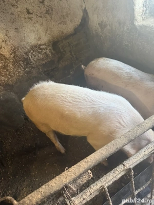    Vând porci pentru Crăciun   scroafă + scrofițe + masculi (gama 100 230+ kg) - imagine 4
