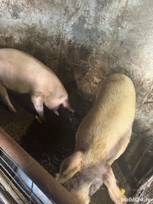   Vând porci pentru Crăciun   scroafă + scrofițe + masculi (gama 100 230+ kg) - imagine 3