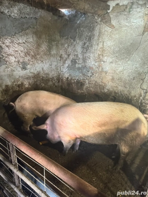    Vând porci pentru Crăciun   scroafă + scrofițe + masculi (gama 100 230+ kg) - imagine 5
