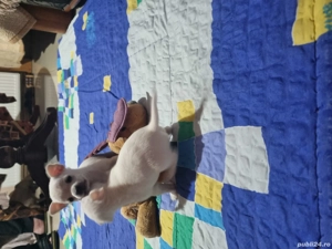 Vand catei Chihuahua - imagine 4