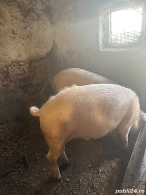    Vând porci pentru Crăciun   scroafă + scrofițe + masculi (gama 100 230+ kg) - imagine 2