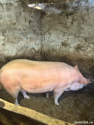    Vând porci pentru Crăciun   scroafă + scrofițe + masculi (gama 100 230+ kg)