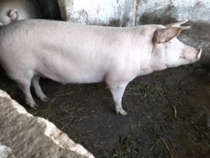 Vand purcei vii 150-170 kg curati, sanatosi, hraniti doar in curte la tara