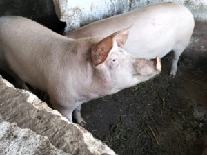 Vand purcei vii 150-170 kg curati, sanatosi, hraniti doar in curte la tara - imagine 2