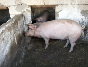 Vand purcei vii 150-170 kg curati, sanatosi, hraniti doar in curte la tara - imagine 5