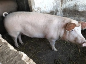 Vand purcei vii 150-170 kg curati, sanatosi, hraniti doar in curte la tara - imagine 3