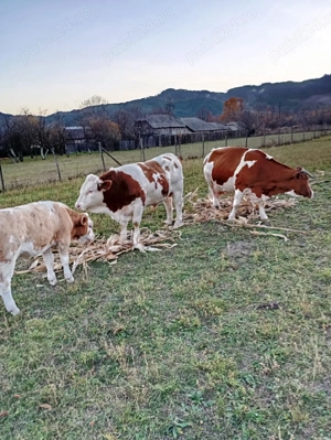 Vând vaca cu vitel - imagine 2