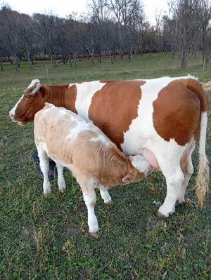 Vând vaca cu vitel - imagine 5