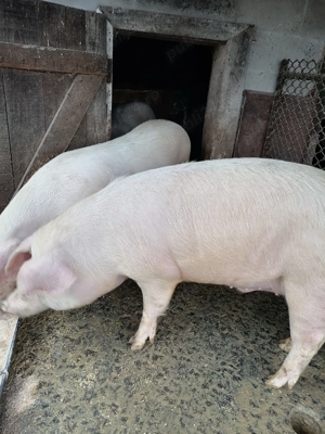 Vând porci pentru sacrificat 