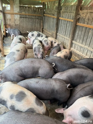 Grasuni pietrain - imagine 2