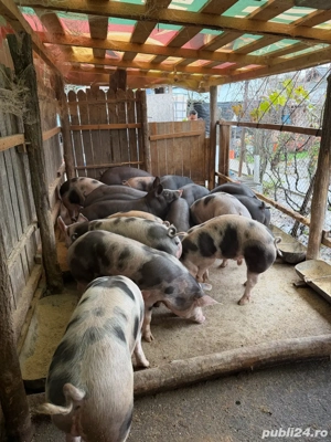 Grasuni pietrain - imagine 3