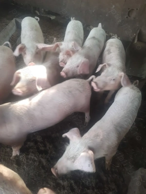 Purcei 8 saptamani 550lei perechea  - imagine 2