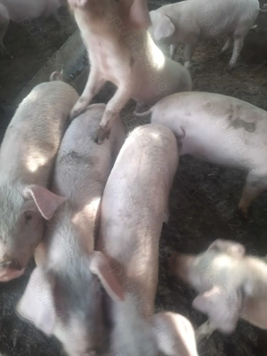 Purcei 8 saptamani 550lei perechea 