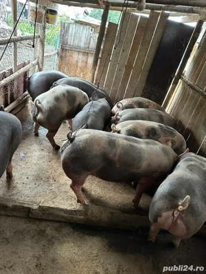 porci pentru craciun - imagine 3