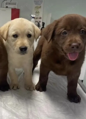 Catelusa Labrador ciocolatiu