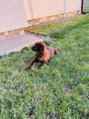 Catelusa Labrador ciocolatiu - imagine 3