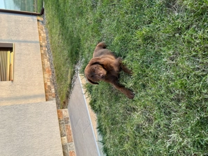 Catelusa Labrador ciocolatiu - imagine 2