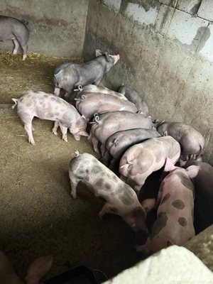 purcei pietrain belgian! - imagine 2